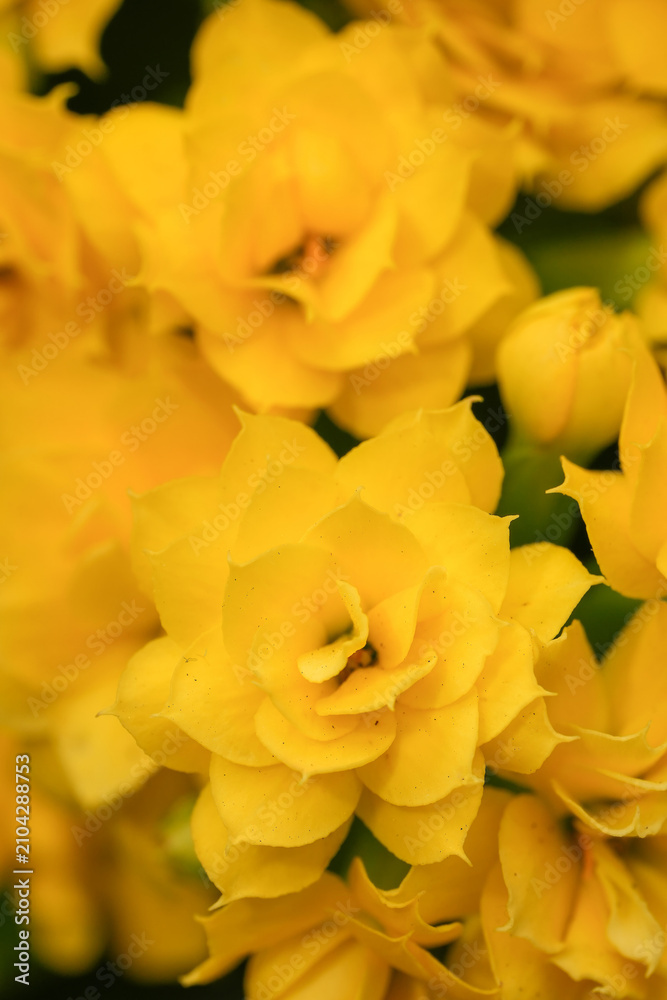 Obraz premium Vibrant Yellow Kalanchoe Blossoms in Close-Up View, a Beautiful Cluster of Petals and Floral Details