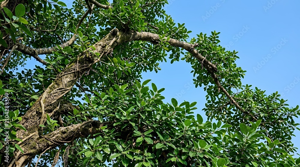 Fototapeta premium Holy banyan branches overarching toward a clear atmosphere intricate close shot of the thick verdant leafage belong to an auspicious fig plant sacred fig tree canopy blue sky detailed shot