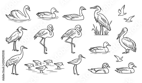Konstfotografi Waterfowl and Wetland Bird Line Art Icon Set with Swan Flamingo Pelican Heron an