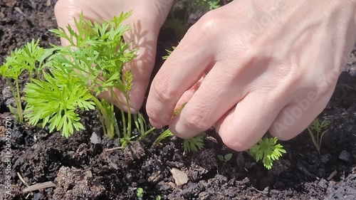 Thinning and removing weeds in young carrots. The concept of growing organic vegetables