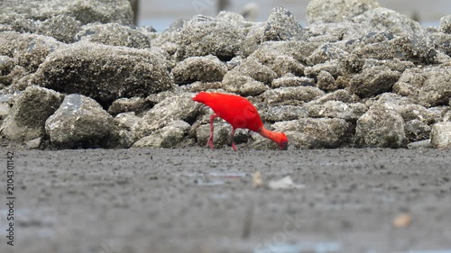 scarlet ibis (Eudocimus ruber)bird forage in mangrove forests.