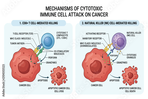 Diagram showing cytotoxic immune cell mechanism against cancer cells.