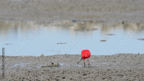 scarlet ibis (Eudocimus ruber)bird forage in mangrove forests.