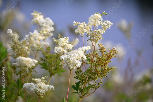 The meadowsweet (Filipendula ulmaria) blooms with white flowers in a meadow by the river during the summer