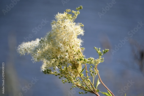 The meadowsweet (Filipendula ulmaria) blooms with white flowers in a meadow by the river during the summer