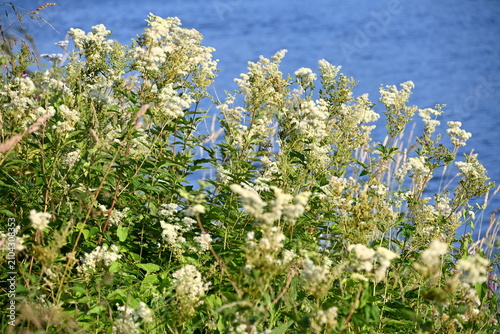 The meadowsweet (Filipendula ulmaria) blooms with white flowers in a meadow by the river during the summer