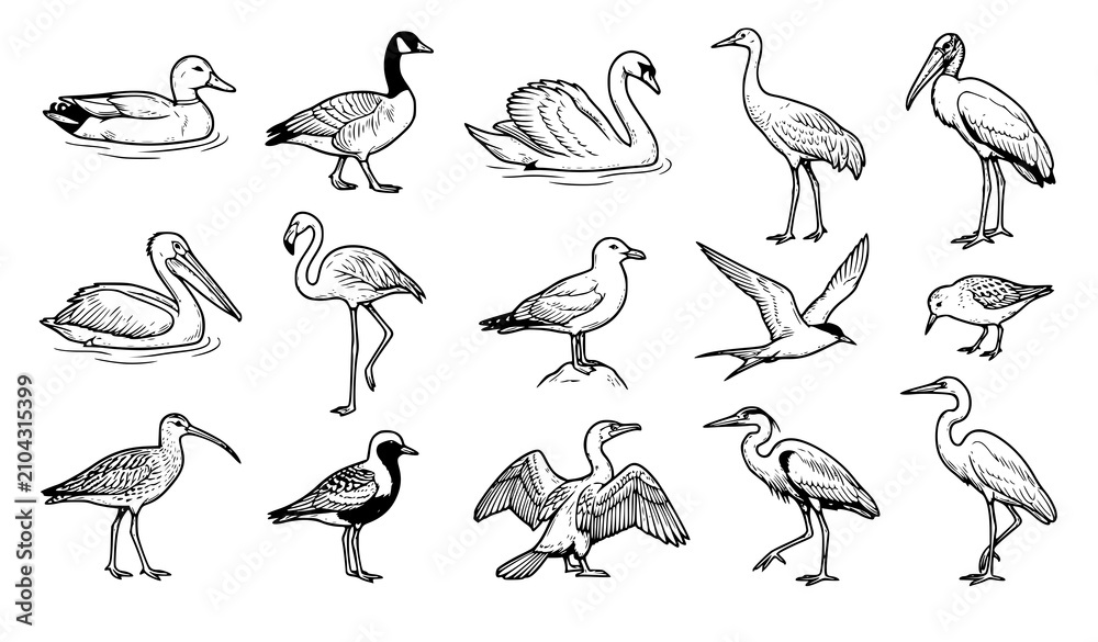 Obraz premium Waterfowl and Seabird Line Art Icon Collection Featuring Duck Swan Flamingo Pelican Heron and Flying Seagulls for Marine Biology Layouts and Coastal Fabric Designs