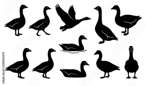 Tableau sur toile Wild Goose and Swan Silhouette Icon Set with Flying and Swimming Waterfowl Eleme