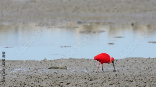 scarlet ibis (Eudocimus ruber)bird forage in mangrove forests.