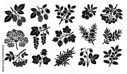 Fotografía Wild Forest Berry Branch Silhouette Vector Collection with Currants, Raspberries