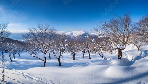 Winter Landscape With Trees In Sapporo
