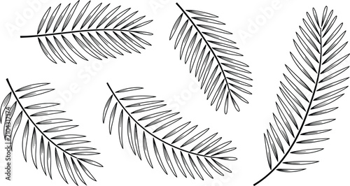 Schilderij op canvas Hand drawn tropical palm frond branch leaves sketch line art vector set isolated