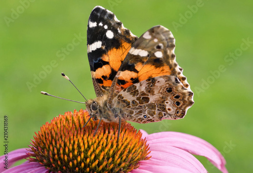 Macro photography of a beautiful painted lady butterfly perched on a pink echinacea flower