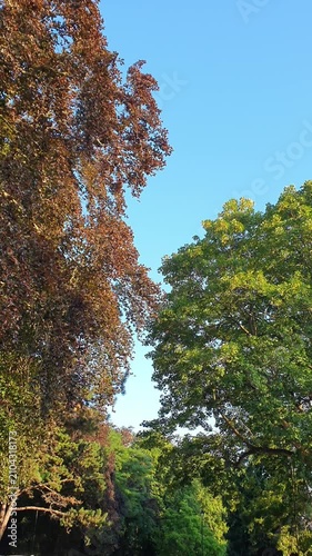 Trees at Local Public Park of Luton City England UK, Footage Was Captured During Walk on July 9th, 2026.