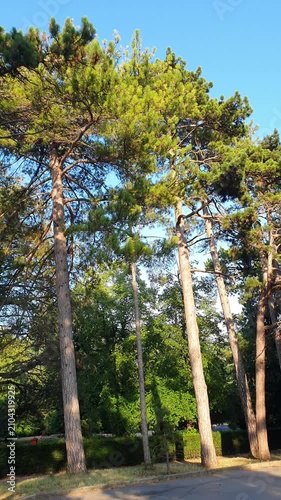 Trees at Local Public Park of Luton City England UK, Footage Was Captured During Walk on July 9th, 2026.