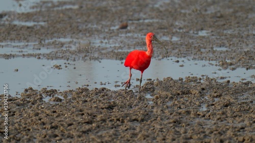 scarlet ibis (Eudocimus ruber)bird forage in mangrove forests.