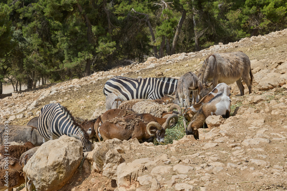 Obraz premium Zebras and mountain sheep feeding together on rocky hillside