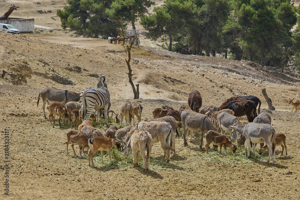 Obraz premium Zebra feeding with deer donkeys and sheep in safari park