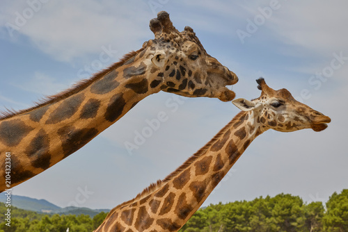 Photography Side profile portrait of two giraffes against blue sky