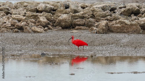 scarlet ibis (Eudocimus ruber)bird forage in mangrove forests.