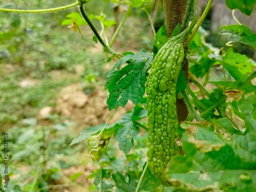Canvas Print close up of fresh green bitter gourd growing on vine in garden