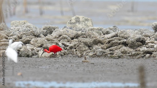 scarlet ibis (Eudocimus ruber)bird forage in mangrove forests.