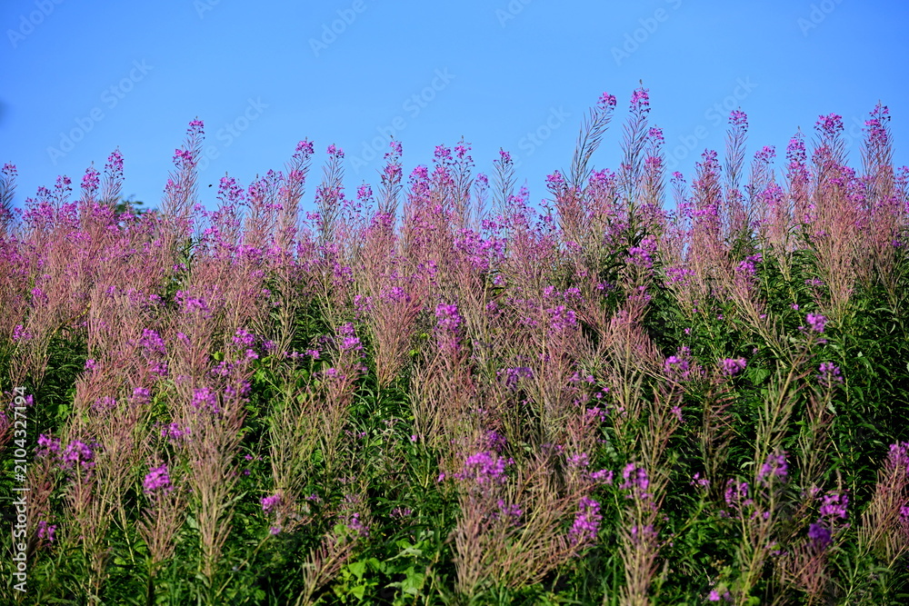 Fototapeta premium Firefly, Ivan Chaj, Chamaenerion blooms in a meadow during the summer