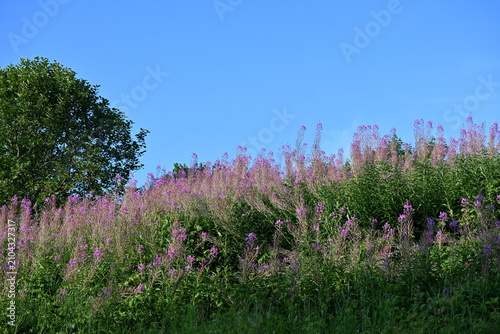 Firefly, Ivan Chaj, Chamaenerion blooms in a meadow during the summer