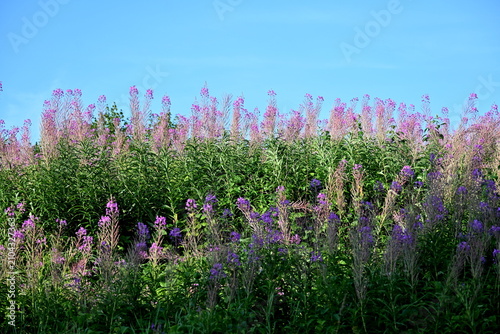 Firefly, Ivan Chaj, Chamaenerion blooms in a meadow during the summer