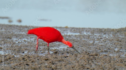 scarlet ibis (Eudocimus ruber)bird forage in mangrove forests.