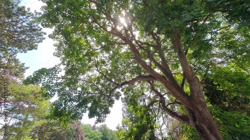 Trees at Local Public Park of Luton City England UK, Footage Was Captured During Walk on July 9th, 2026.