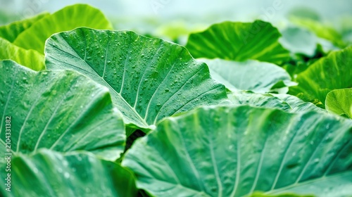 Detailed macro view of large tropical plant leaves