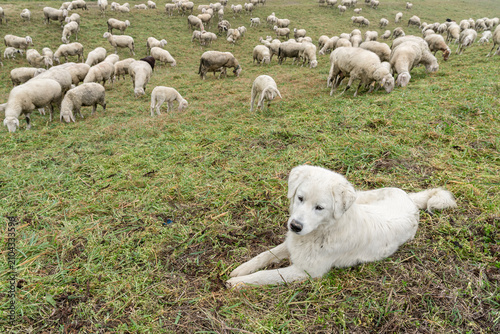 Shepherd dog