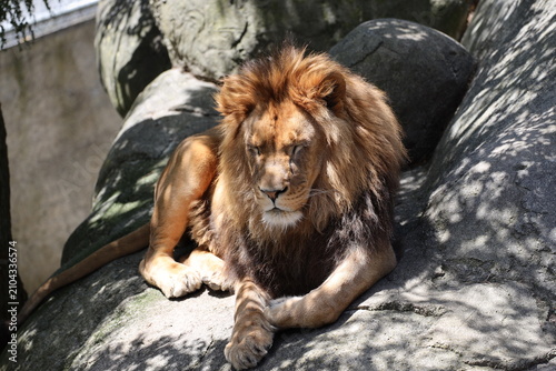 Konstfotografi male Barbary or Asiatic lion sleeping on rocky outcrop (close-up, facing, shade,