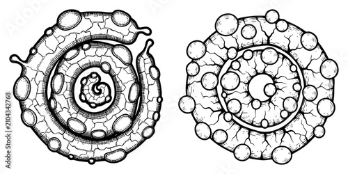 Φωτογραφία Organic abstract circular forms with bubble textures in vintage engraving style