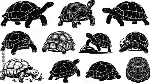 Foto Tortoise Turtle Silhouette Collection with Multiple Shell Shapes Walking Crawlin
