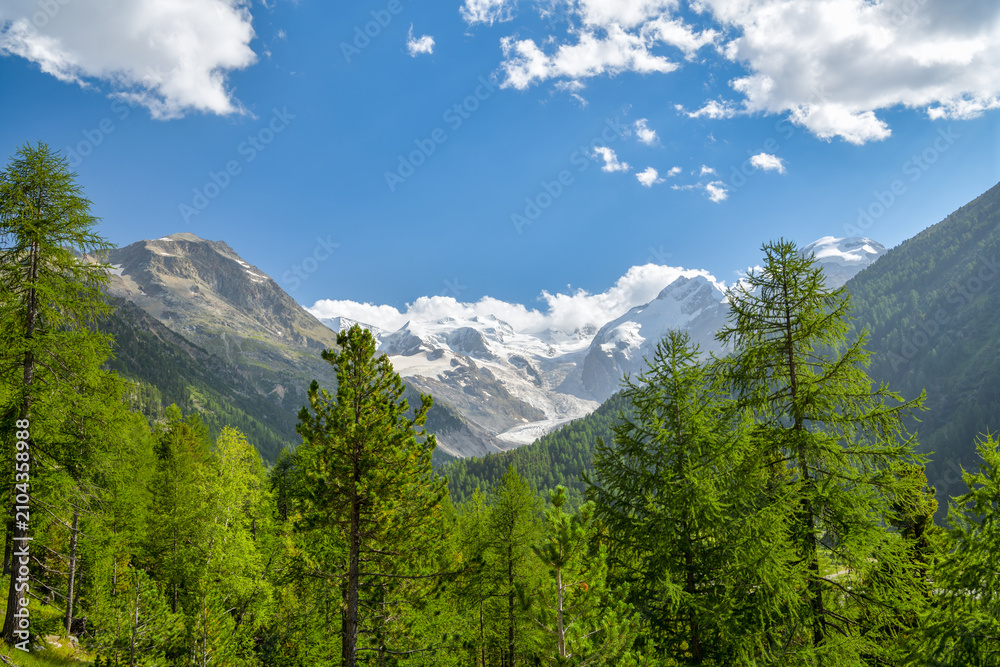 Fototapeta premium Glaciated Bernina peaks above green larch forest