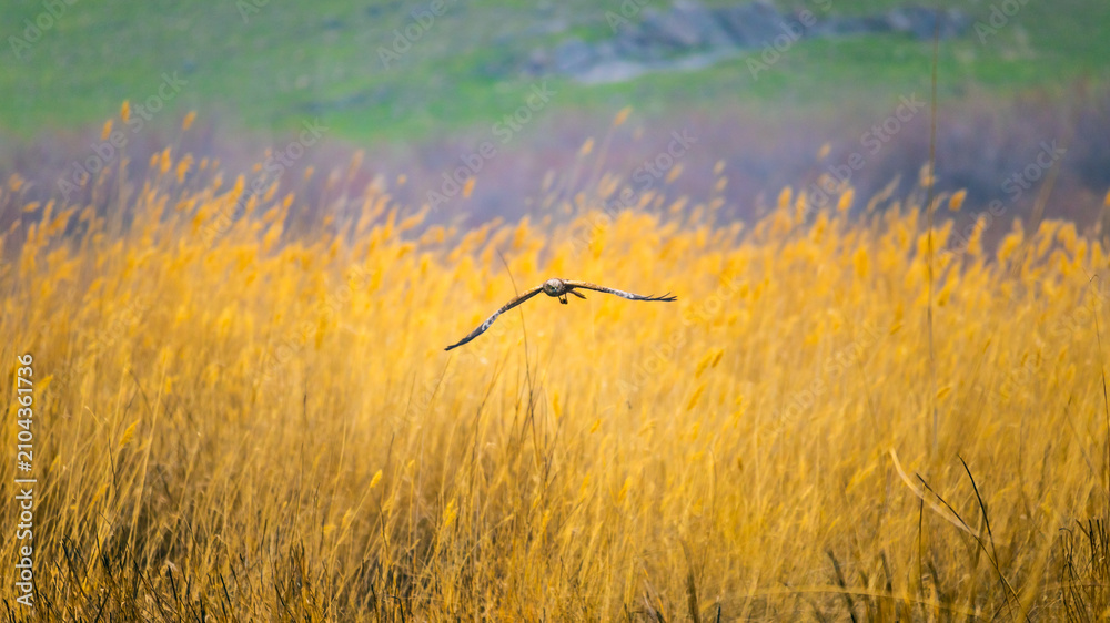 Obraz premium Western marsh harrier approaching over reeds searching for prey.