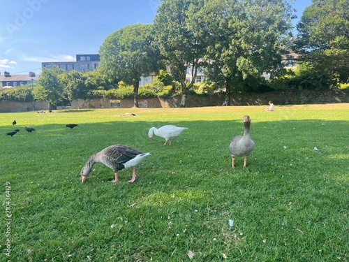 Birds