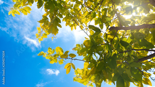 Low angle view looking up through Golden Yellow leaves toward a clear bright blue sky. Contrast between the yellow of the branches and leaves and the sky creates a refreshing and vibrant atmosphere.