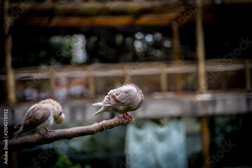 Two domestic pigeons resting on a tree branch with a softly blurred background. The front bird is in sharp focus, highlighting iridescent neck feathers and natural perching behavior.
