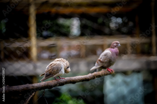 Two domestic pigeons resting on a tree branch with a softly blurred background. The front bird is in sharp focus, highlighting iridescent neck feathers and natural perching behavior.