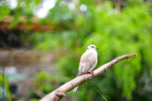 A ring-necked dove resting on a natural tree branch against a soft green blurred background. The image highlights the bird’s delicate plumage and calm posture in an outdoor aviary setting.