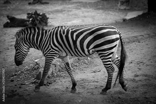 A plains zebra (Equus quagga) walking across a naturalistic enclosure in a wildlife park. The side profile highlights the animal’s distinctive black-and-white striped coat and graceful movement.