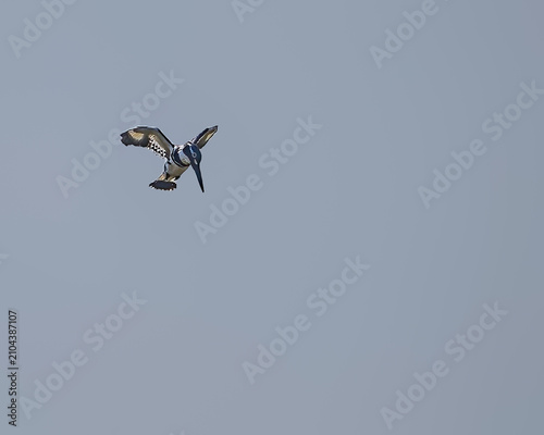 Pied Kingfisher