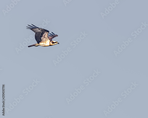 Osprey
