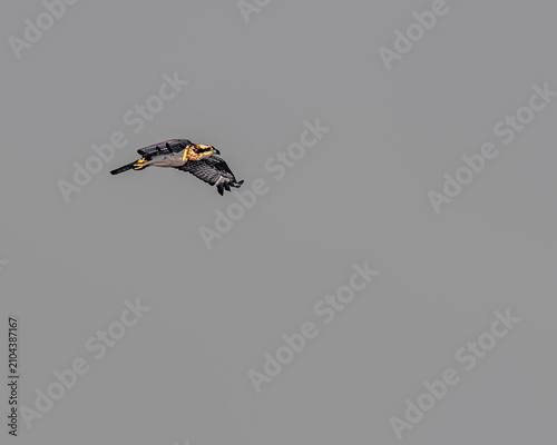 Osprey