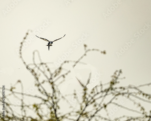 Pied Kingfisher