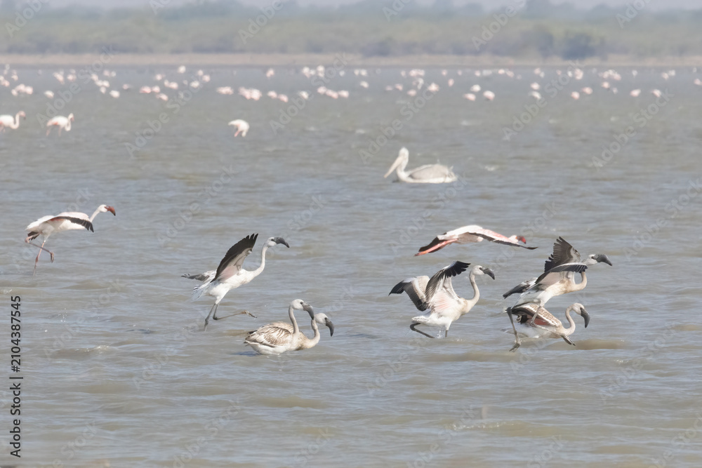 Fototapeta premium Flamingos