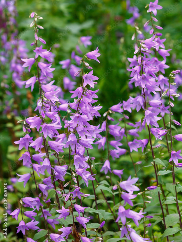 Obraz premium ellflower ( Latin- Campanula rapunculoides ), is a herbaceous plant ; a species of the genus Campanula of the family Campanulaceae. Floral background. Natural wallpaper.